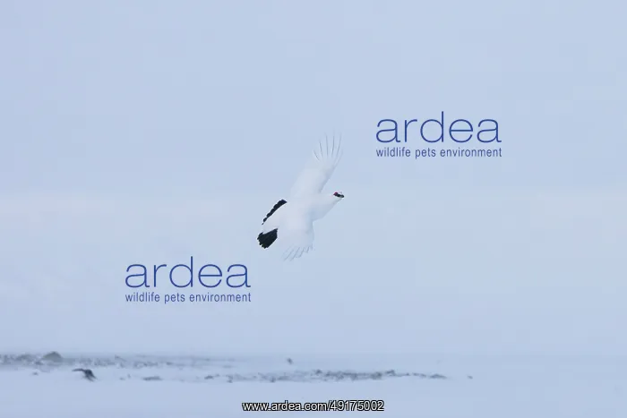 : Ptarmigan flight : Ptarmigan flight