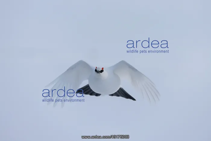 : Ptarmigan flight : Ptarmigan flight