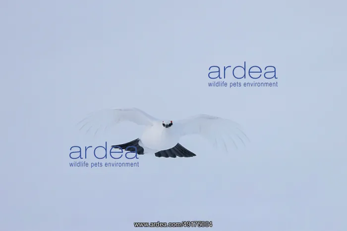 : Ptarmigan flight : Ptarmigan flight