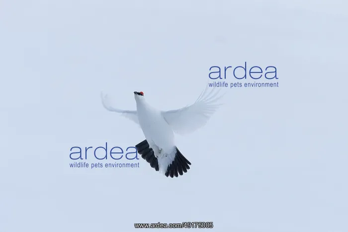 : Ptarmigan flight : Ptarmigan flight
