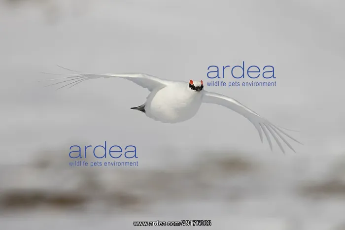 : Ptarmigan flight : Ptarmigan flight