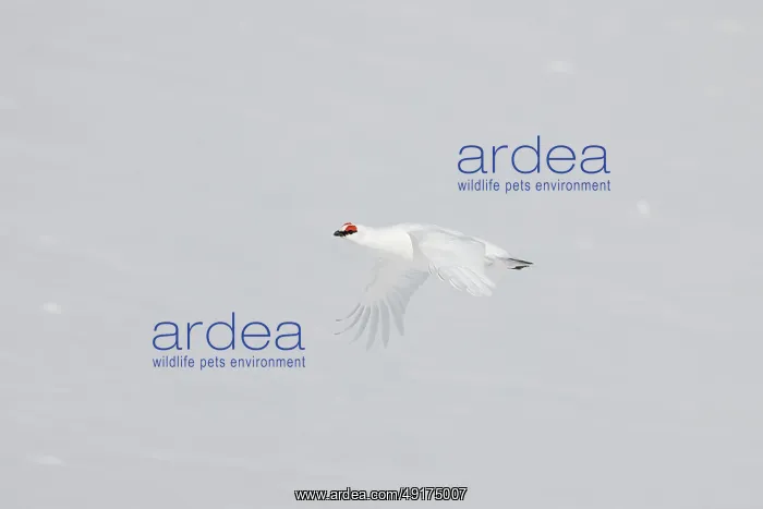: Ptarmigan flight : Ptarmigan flight