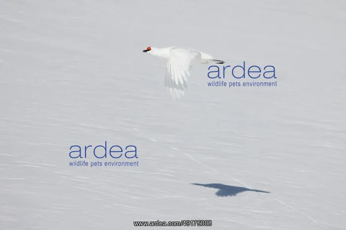 : Ptarmigan flight : Ptarmigan flight