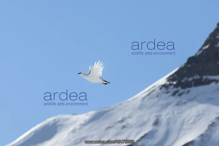 : Ptarmigan flight : Ptarmigan flight