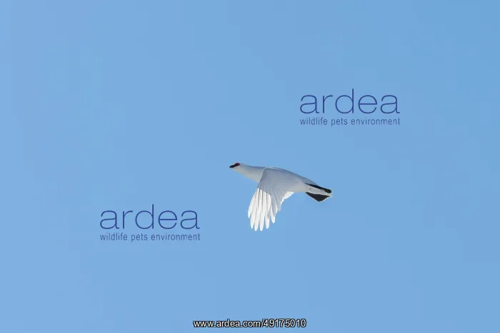 : Ptarmigan flight : Ptarmigan flight