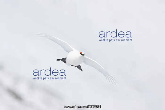 : Ptarmigan flight : Ptarmigan flight