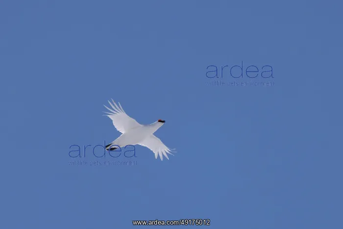 : Ptarmigan flight : Ptarmigan flight