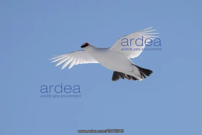 : Ptarmigan flight : Ptarmigan flight