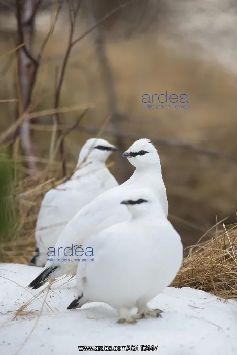 : Ptarmigan - flock in winter plumage - Iceland : Ptarmigan - flock in winter plumage - Iceland