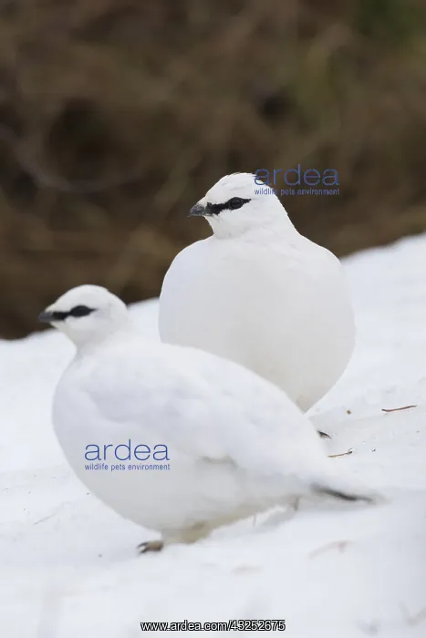  : Ptarmigan - flock in winter plumage - Iceland