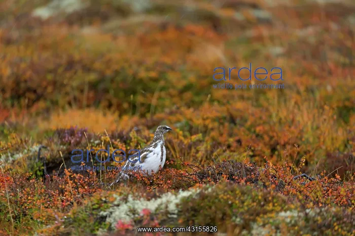 : Ptarmigan (Lagopus mutus) in autumn collors : Ptarmigan (Lagopus mutus) in autumn collors