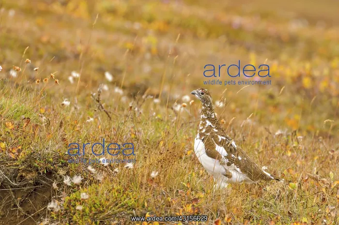 : Ptarmigan (Lagopus mutus) in autumn marshland : Ptarmigan (Lagopus mutus) in autumn marshland