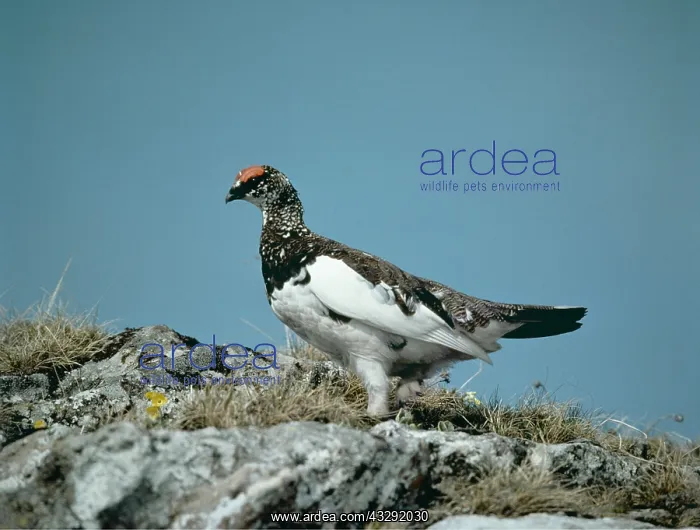  : PTARMIGAN - male