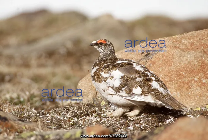 : PTARMIGAN - male on ground : PTARMIGAN - male on ground