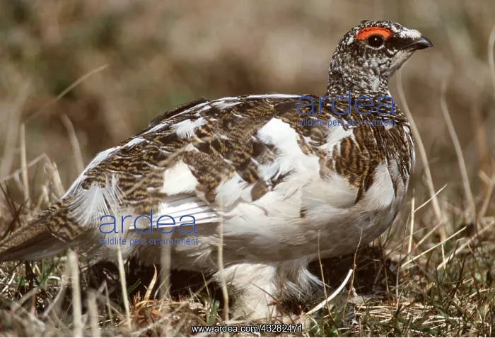 : PTARMIGAN - male, on ground : PTARMIGAN - male, on ground