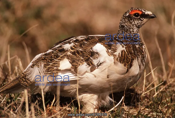 : PTARMIGAN - male, on ground : PTARMIGAN - male, on ground