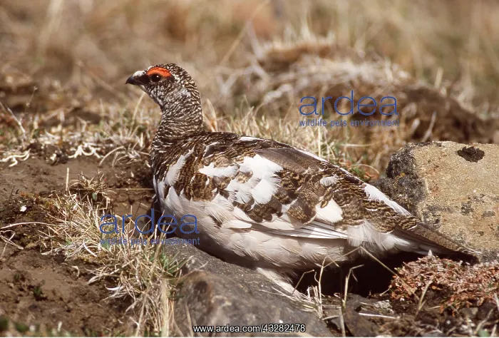 : PTARMIGAN - male, on ground : PTARMIGAN - male, on ground