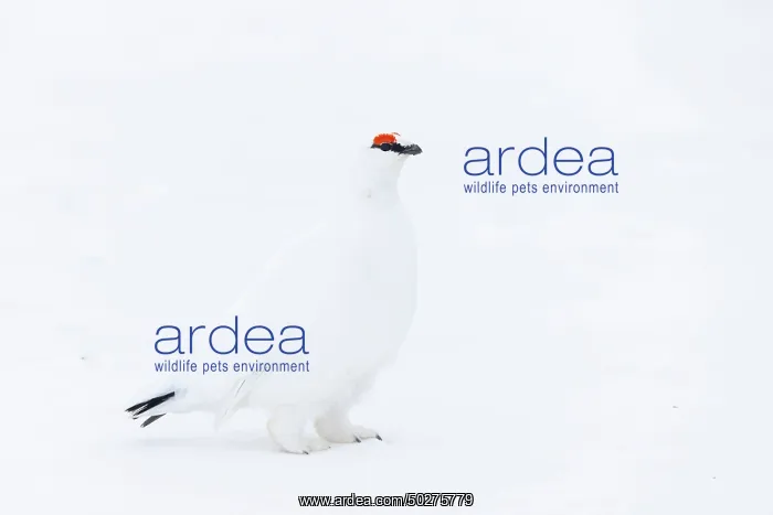 : Ptarmigan male Winter : Ptarmigan male Winter