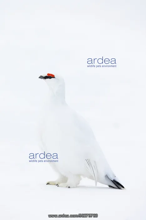 : Ptarmigan male Winter : Ptarmigan male Winter