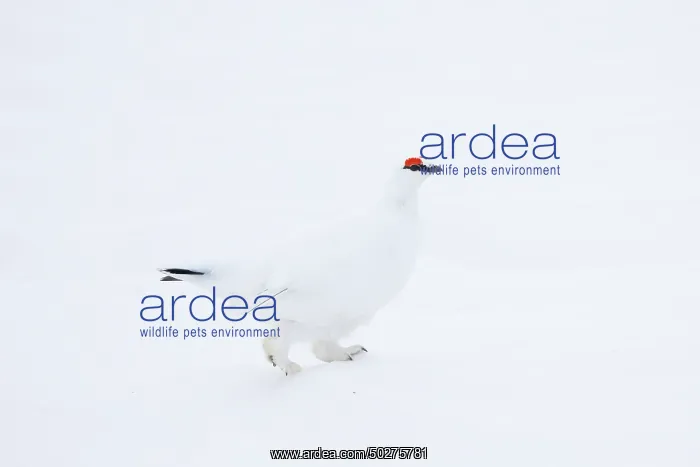 : Ptarmigan male Winter : Ptarmigan male Winter