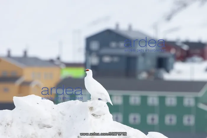 : Ptarmigan male Winter : Ptarmigan male Winter