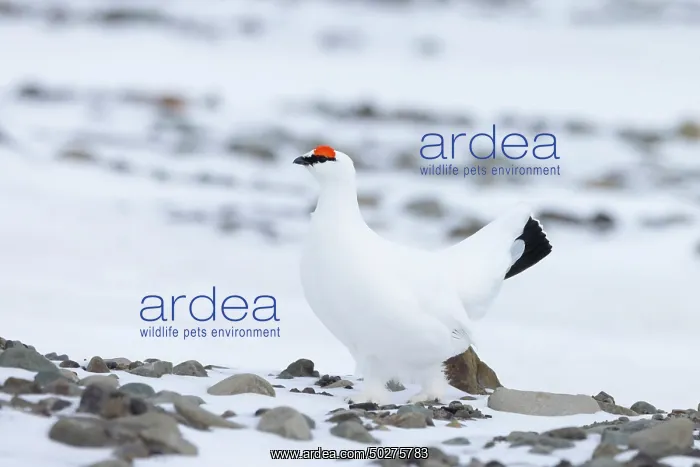 : Ptarmigan male Winter : Ptarmigan male Winter