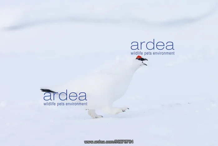 : Ptarmigan male Winter : Ptarmigan male Winter