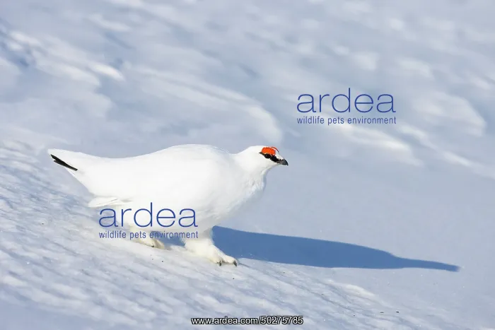 : Ptarmigan male Winter : Ptarmigan male Winter