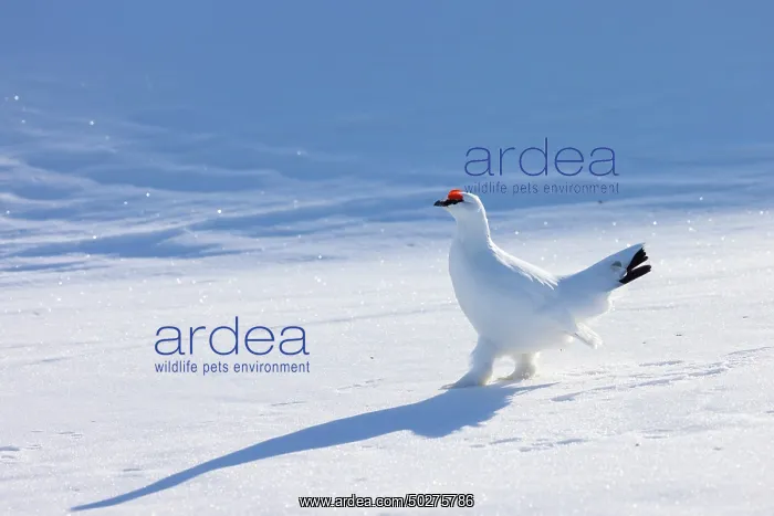 : Ptarmigan male Winter : Ptarmigan male Winter
