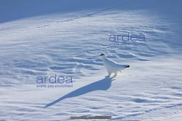  : Ptarmigan male Winter