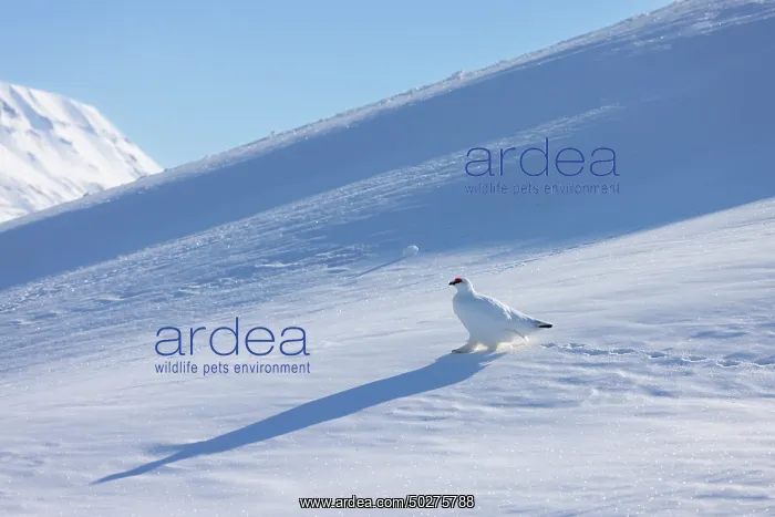 : Ptarmigan male Winter : Ptarmigan male Winter