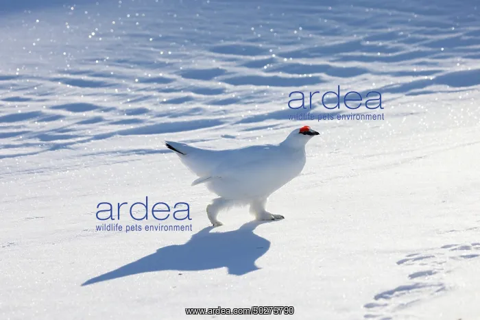 : Ptarmigan male Winter : Ptarmigan male Winter