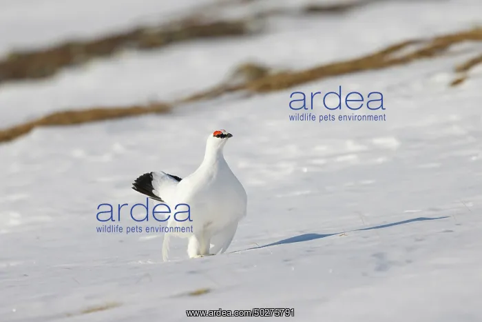 : Ptarmigan male Winter : Ptarmigan male Winter