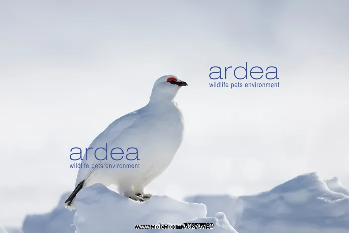 : Ptarmigan male Winter : Ptarmigan male Winter