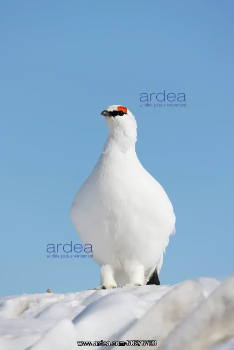 : Ptarmigan male Winter : Ptarmigan male Winter