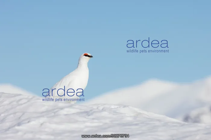 : Ptarmigan male Winter : Ptarmigan male Winter