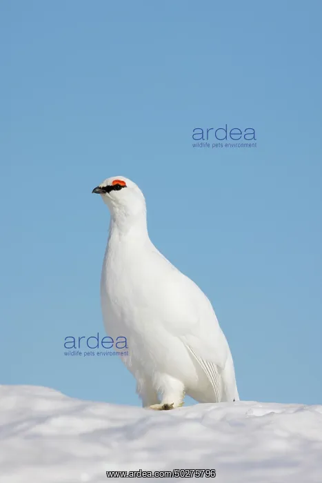 : Ptarmigan male Winter : Ptarmigan male Winter