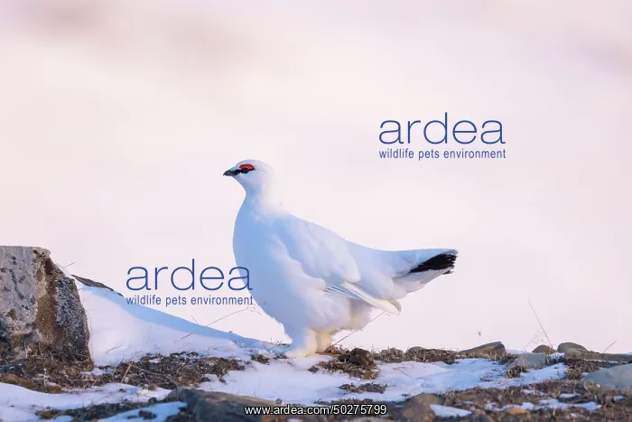 : Ptarmigan male Winter : Ptarmigan male Winter