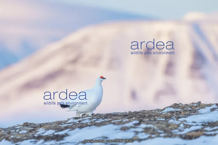: Ptarmigan male Winter : Ptarmigan male Winter