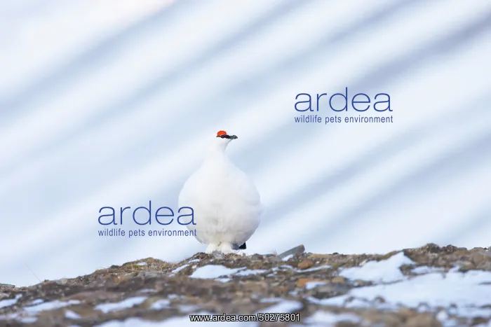 : Ptarmigan male Winter : Ptarmigan male Winter