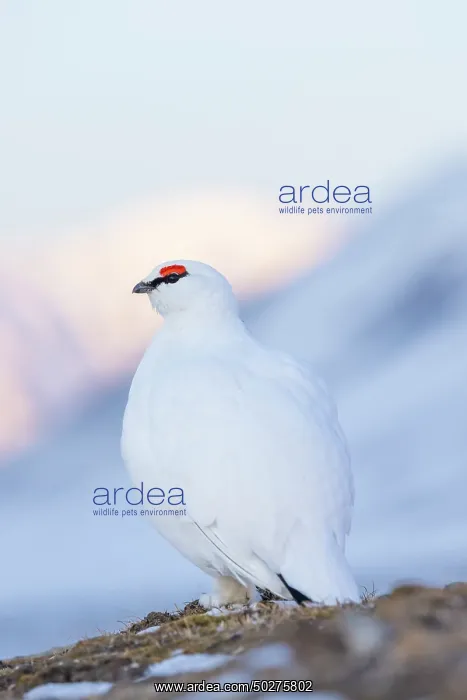 : Ptarmigan male Winter : Ptarmigan male Winter