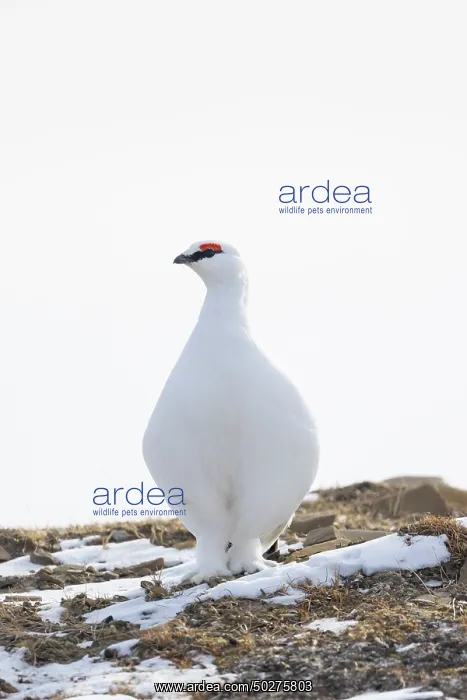 : Ptarmigan male Winter : Ptarmigan male Winter