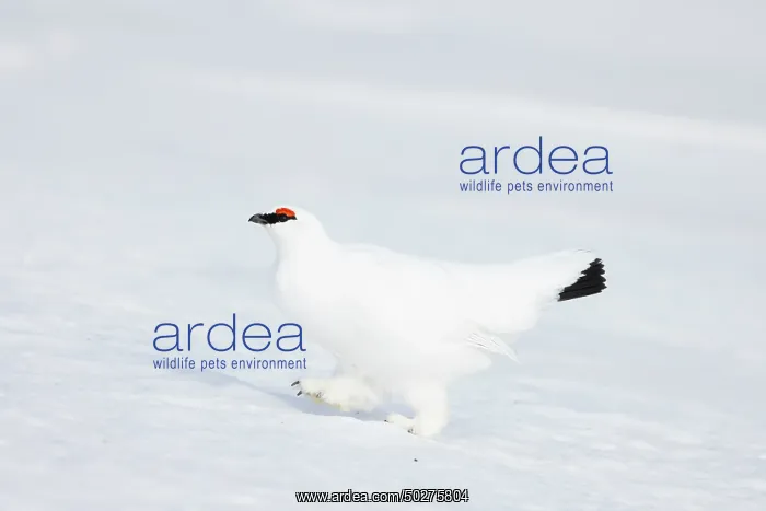 : Ptarmigan male Winter : Ptarmigan male Winter