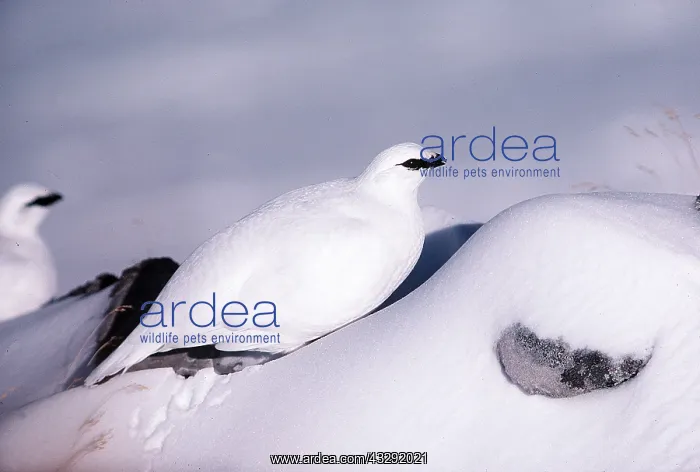 : PTARMIGAN - male, with winter plumage : PTARMIGAN - male, with winter plumage