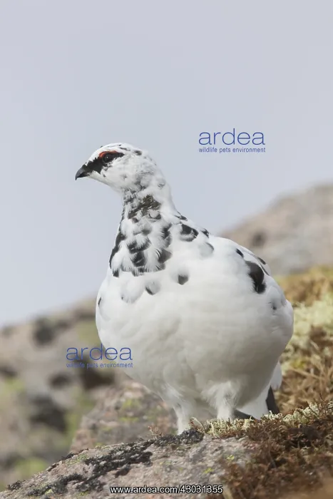 : Ptarmigan - male in winter plumage - Cairngorms : Ptarmigan - male in winter plumage - Cairngorms