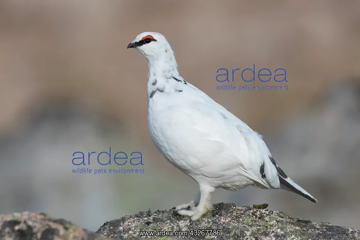 : Ptarmigan - male in winter plumage - Cairngorms : Ptarmigan - male in winter plumage - Cairngorms