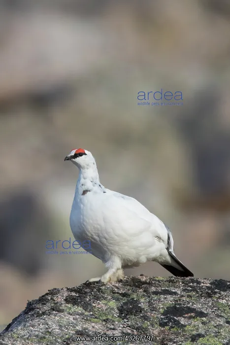 : Ptarmigan - male in winter plumage - Cairngorms : Ptarmigan - male in winter plumage - Cairngorms