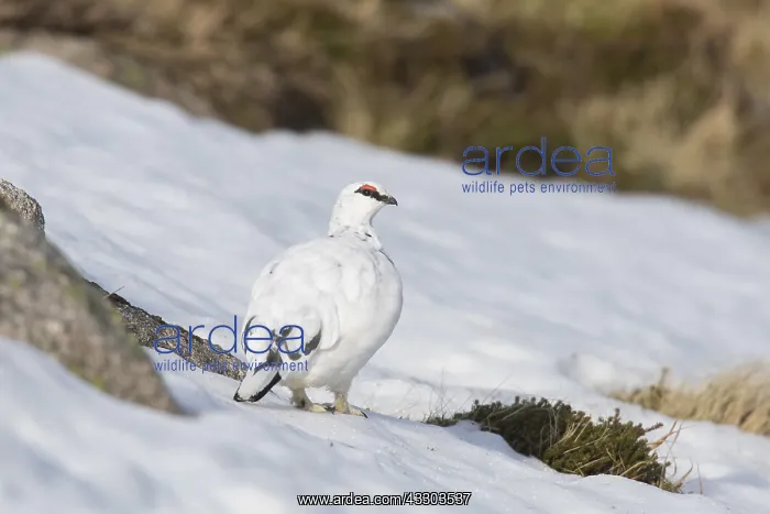 : Ptarmigan - male in winter plumage - Cairngorms : Ptarmigan - male in winter plumage - Cairngorms