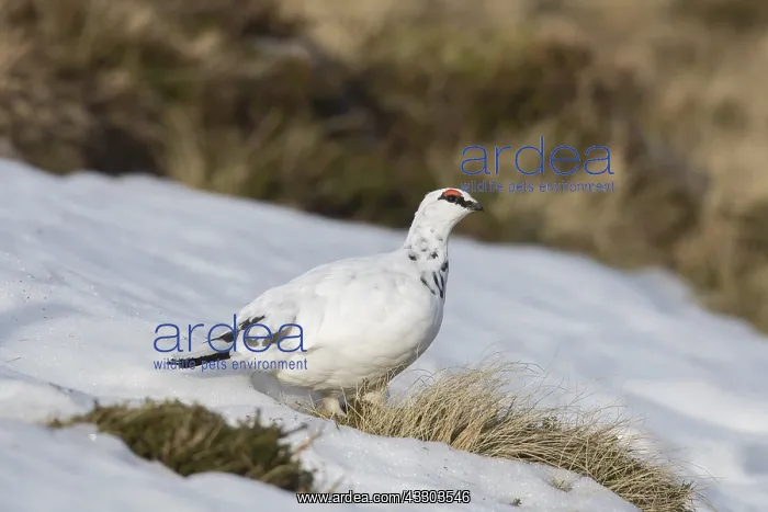  : Ptarmigan - male in winter plumage - Cairngorms