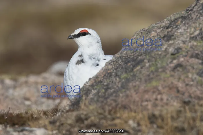 : Ptarmigan - male in winter plumage - Cairngorms : Ptarmigan - male in winter plumage - Cairngorms